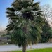 Palmier rezistent la frig